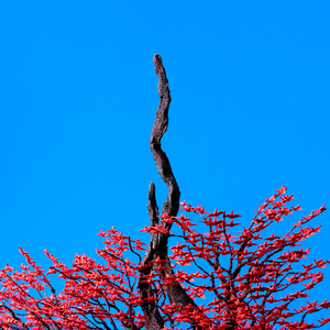 魅魔丝袜脚含精
